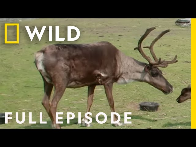 Tis the Season for Reindeer! (Full Episode) | Dr. Oakley, Yukon Vet