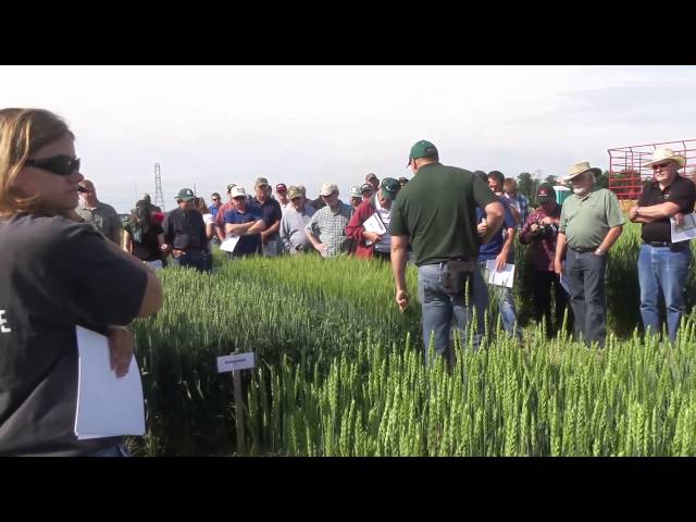 Michigan wheat growers host field day