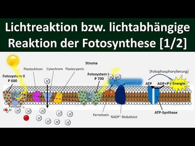 Lichtabhängige Reaktion /Lichtreaktion /Primärreaktion der Fotosynthese [1/2] -[Biologie, Oberstufe]