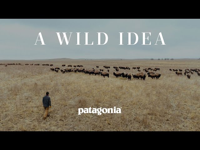 A Wild Idea | Buffalo, a Boot, and a Family’s Work to Save the Prairie