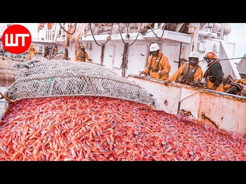 How Shrimp Are Caught & Processed? From Sea to the Shrimp Processing Factory