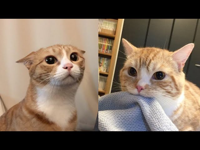 Try Not To Laugh 🤣 New Funny Cats Video 😹 - Fails of the Week Part 26