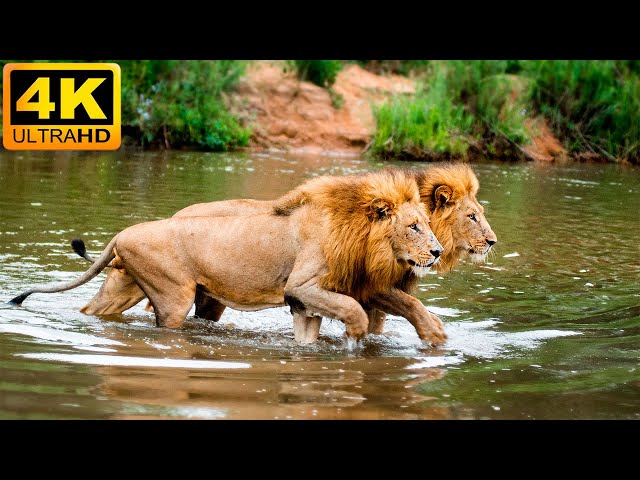 4K African Wildlife: Lake Manyara National Park - Real Sounds of Africa - 4K Video Ultra HD