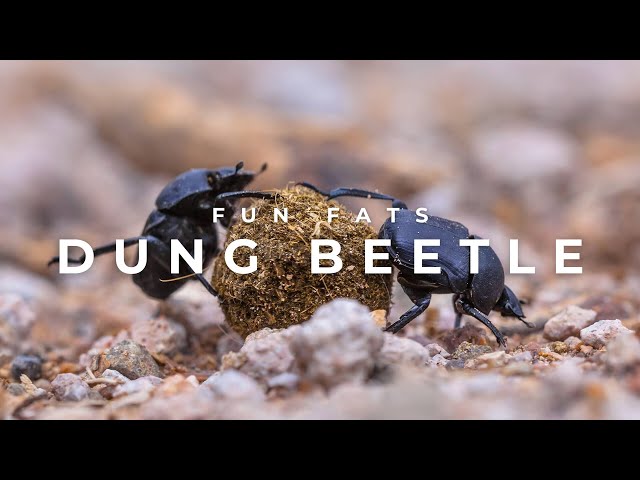 Navigating the Cosmos The Incredible World of Dung Beetles