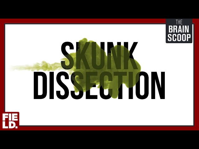 Skunk Dissection