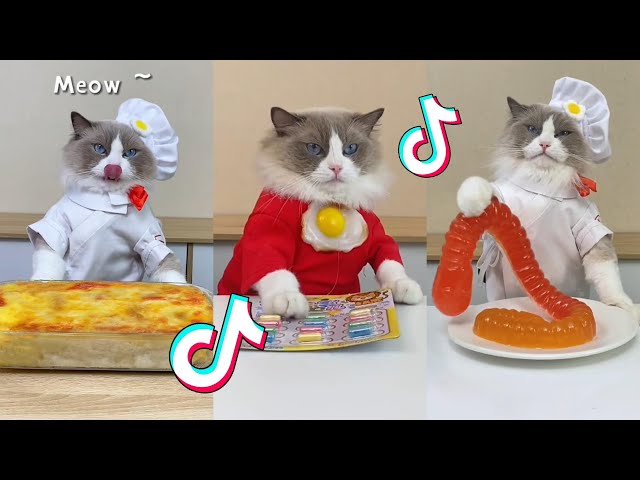 That Little Puff | Cats Make Food 😻 | TikTok Compilation 2023 #5