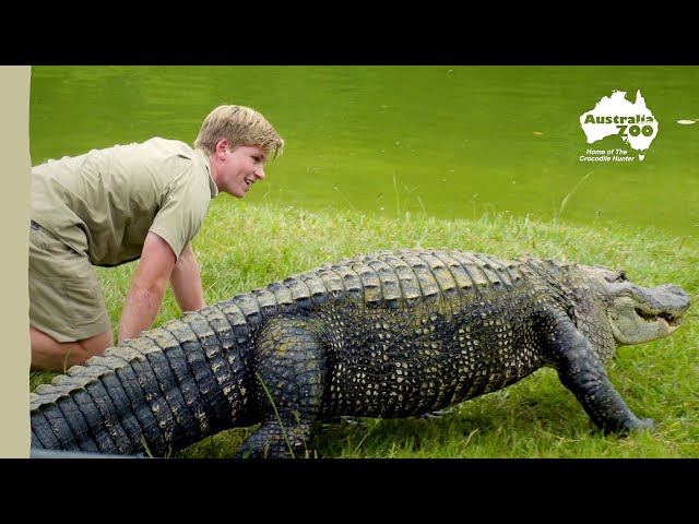 Robert Irwin feeds our awesome gators | Irwin Family Adventures