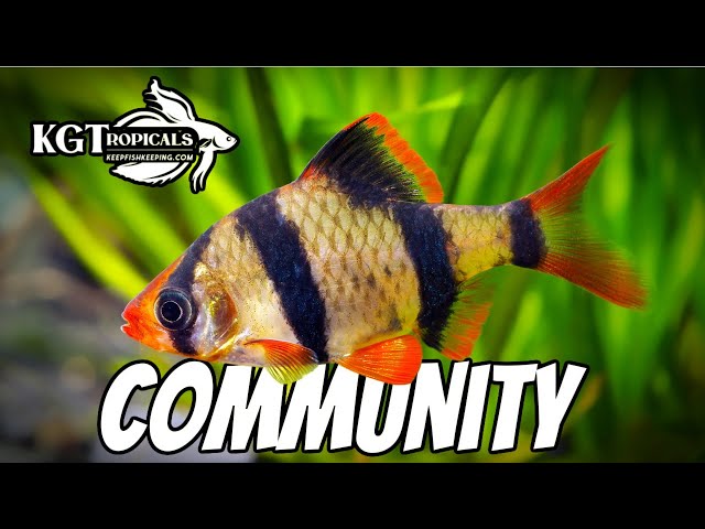 Top 10 Community Fish!