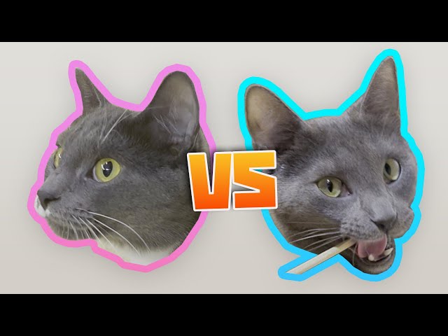 Cats try 42 snacks - Artyom vs neighbour's cat