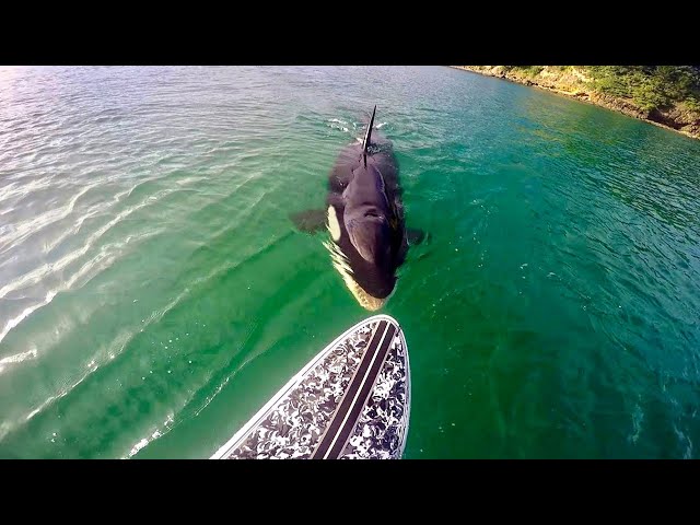 Killer Whale Tries to Bite Surfboard
