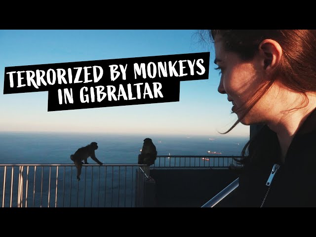 Terrorized by MONKEYS in Gibraltar