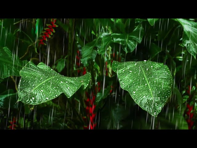 Rain on Giant Tropical Leaves | Raining Sound to Sleep