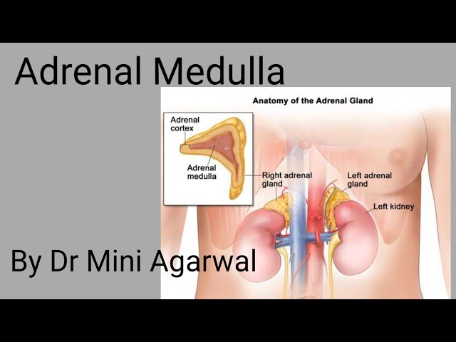 adrenal medulla|| By Dr Mini agrawal
