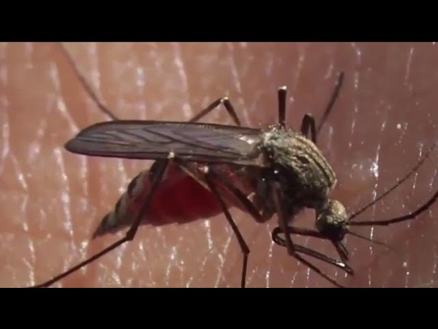 Here's why there are so many mosquitos in San Diego County