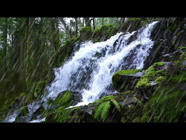 Waterfall & Rain Sounds in Peaceful Forest | Relax or Study to Water White Noise