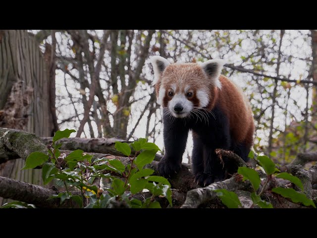 Red Panda | Weird Animal Searches | BBC Studios