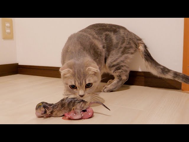 Lulu the Scottish Fold gave birth to 5 adorable baby kittens. beautiful and emotional.
