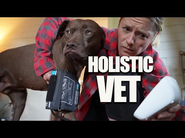 What is a HOLISTIC VETERINARIAN 🐶🐱? || PET FOOD WARNING! || Natural pet care