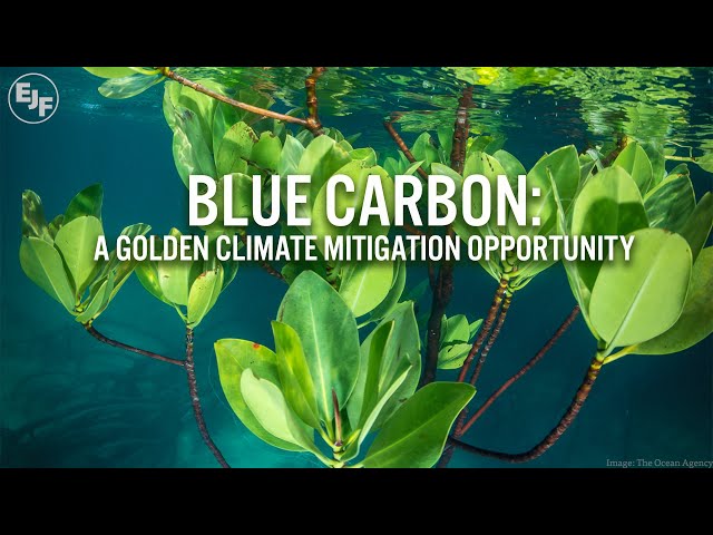 Blue carbon: a golden climate mitigation opportunity