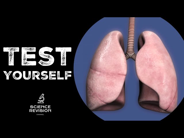 GCSE Science Biology (9-1) - Lungs and Gas Exchange - Test Yourself