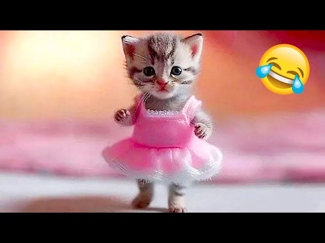 Try Not To Laugh 😁 New Funny Cats and Dogs Videos 😹🐶 Part 2