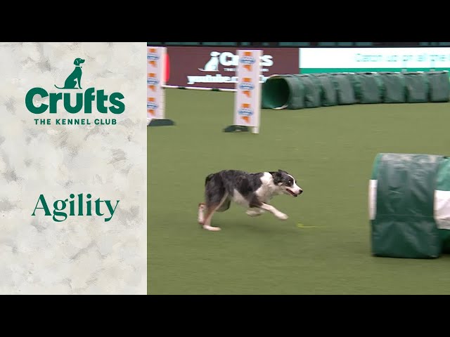 Agility - Championship Intermediate/large Part 2 (Jumping) | Crufts 2024