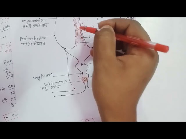 chapter-3 lecture no-8 human reproduction
