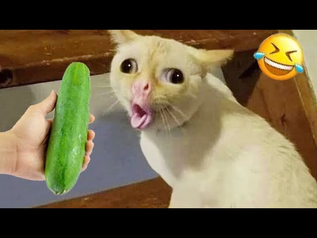 Best Funny Animals 2024 😂 Funniest Cats and Dogs 😻🐶 Part 27