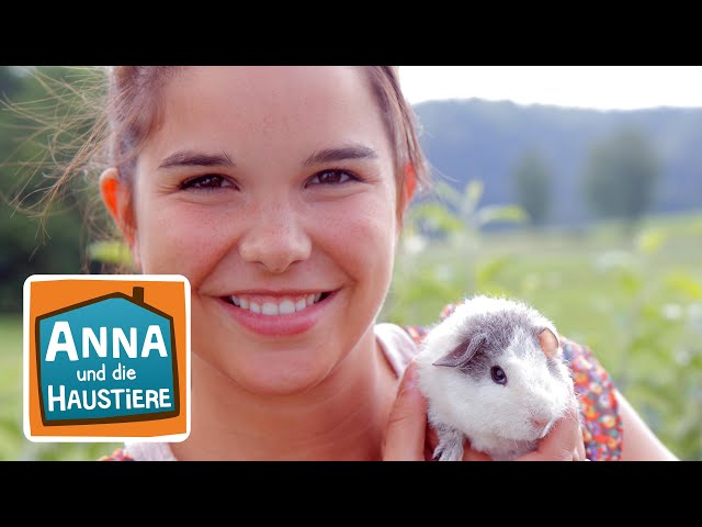 Meerschweinchen | Information für Kinder | Anna und die Haustiere