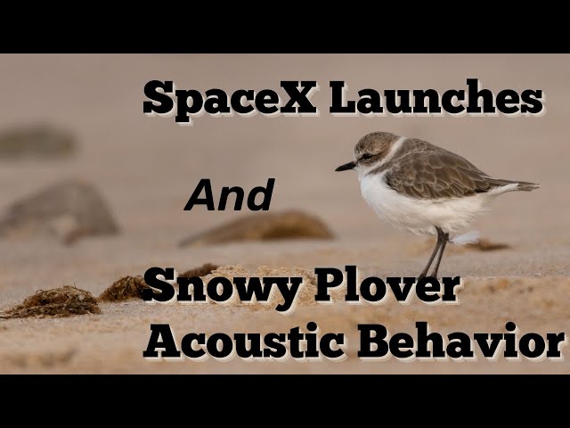 Behavioral Response of Western Snowy Plovers to Rocket Launches in Coastal Dunes | Jamie Miller