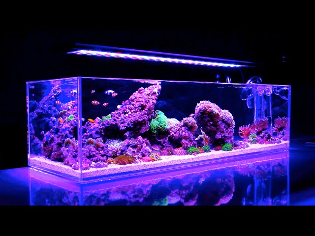 Reef Iwagumi || UNBELIEVABLE Reef Aquarium HD