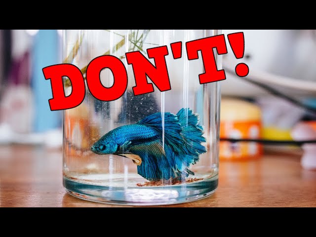 Are Betta Fish Happy In A Vase Or Cup? What's The Best Tank For A Betta Fish? T.O.O.L.