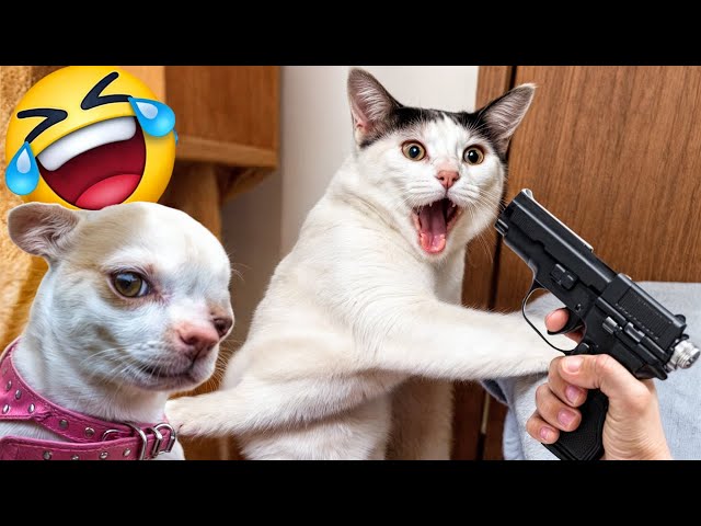 Try Not To Laugh Challenge😍 - Funny and Cute CAT Videos Compilation 🐶😻