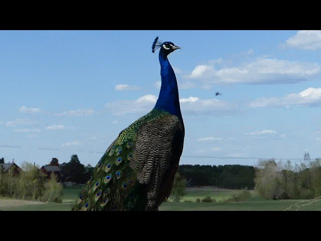 Peacock calling out loud - Rakkestad, Norway