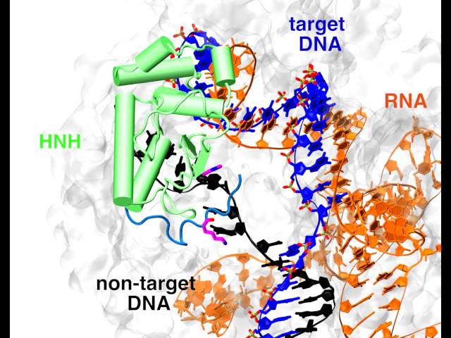 Gene Splicing: Supercomputer Modeling Reveals Acrobatics of CRISPR-Cas9 Technology