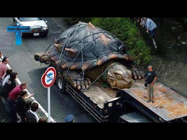 Top 10 World's Most Incredible Turtles