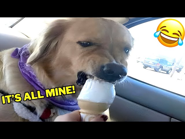 1H of Funniest Dogs and Cats of The Year 😅 Hilarious Animals 2023 🐾