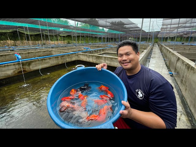 From HOBBY to BIGGEST GOLD FISH FARM in the PHILIPPINES TODAY