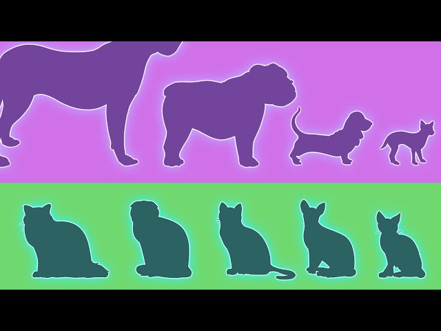 Dogs vs Cats: The Diversity Paradox