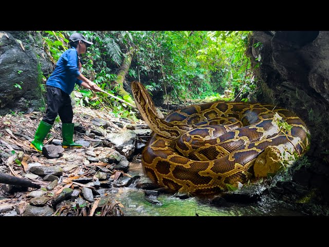 Orphan Boy - Afraid To Walk Alone In The Forest To Meet A Giant Python #python #boy #survival