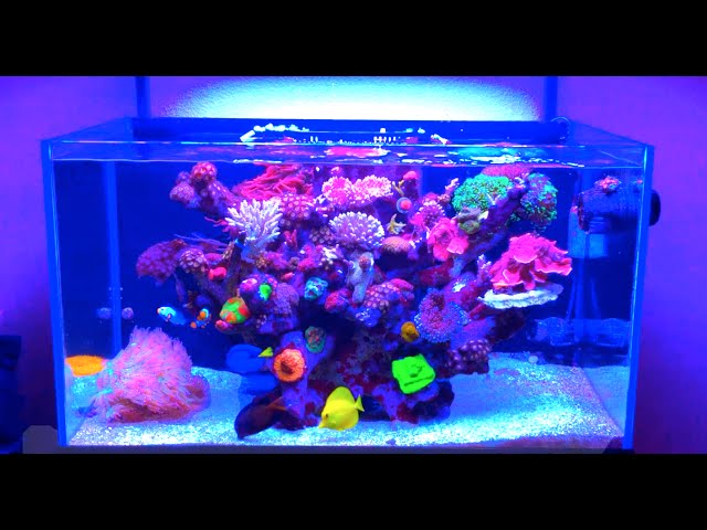 60 Gallon Rimless Tonga Tank- Reef Aquarium
