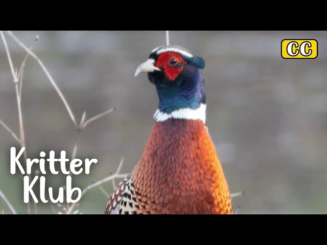 Pheasant’s Love Story That Cannot Come True I Kritter Klub