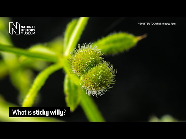 What are stickyweed, sticky willy and goose grass? | Natural History Museum
