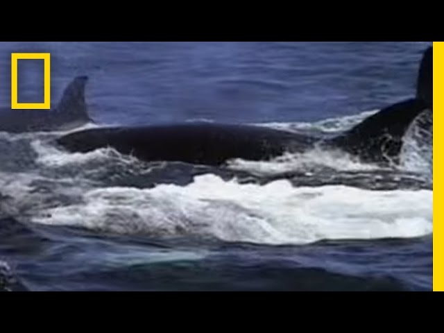 Whale Migration Marathon | Animal Winter Games