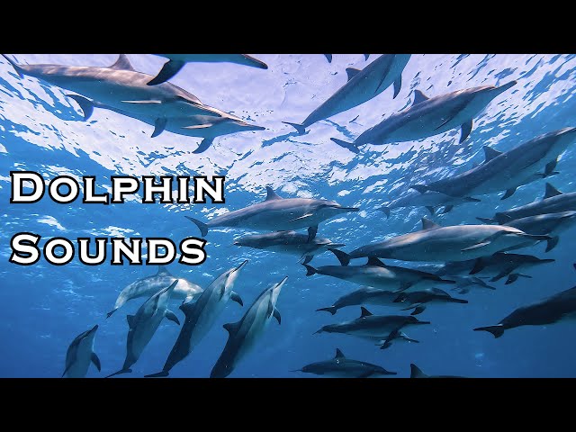 Diving with Very Chatty Hawaiian Spinner Dolphins ~ Listen to the dolphin sounds!