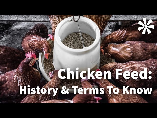 Chicken Feed History & Terms: What is it? 🤓