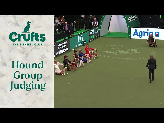 Hound Group Judging | Crufts 2024