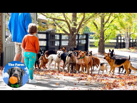 Relaxing Videos of Dogs Playing in Autumn