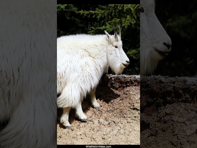 Rocky Mountain Goats Make an Appearance in Full Winter Coats