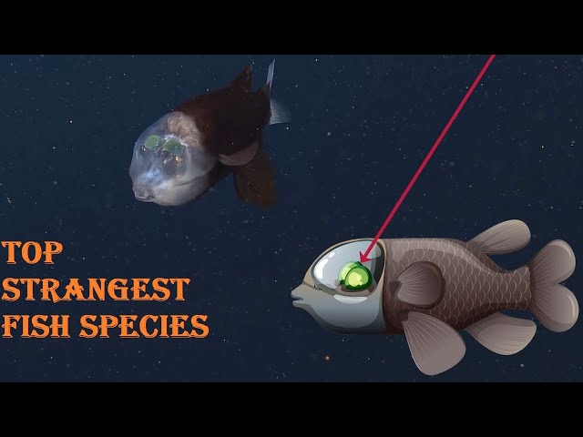 Everyone should watch this video - Top The Most Mysterious and Strangest Fishes Under Ocean #2
